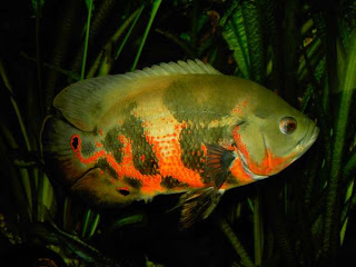 Oscer Fish