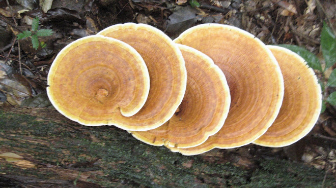 Irmãozinhos
