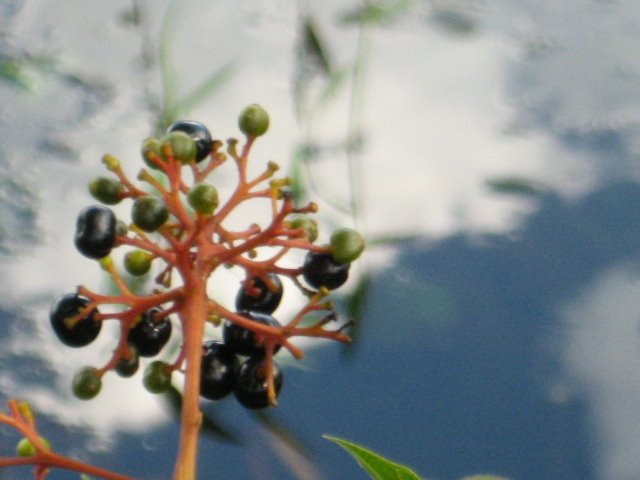 Cerrado