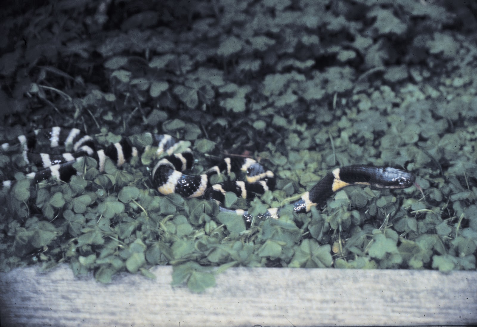 研究により、世界で最も致死率の高い6種類のがんが判明