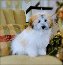 Gorgeous Coton "Tristan"