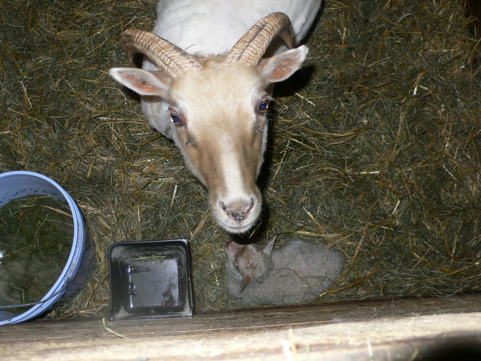 Ewe & I Farm NH Sheep & Wool festival is in 11 days!!!