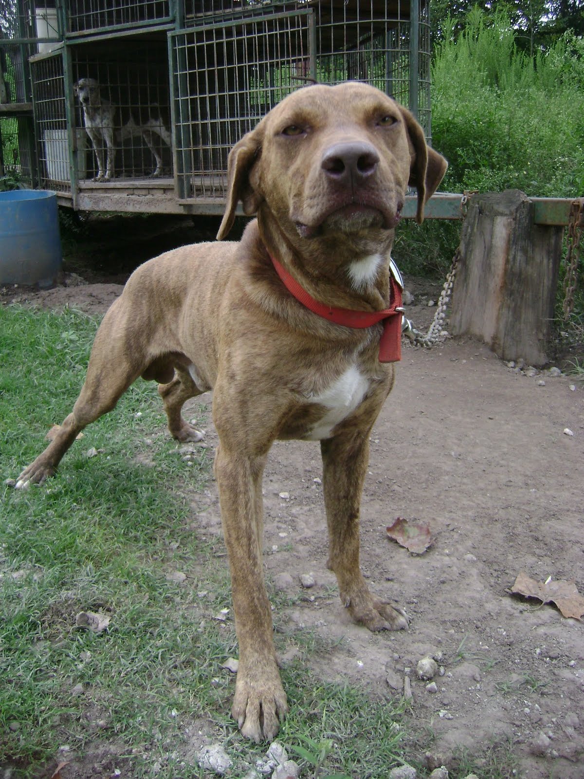 The Catahoula Hog Dog There Are Dog Breeders, And There Are Dog Traders
