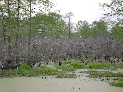 Louisiana Swamp Tours: The Birds have Returned!