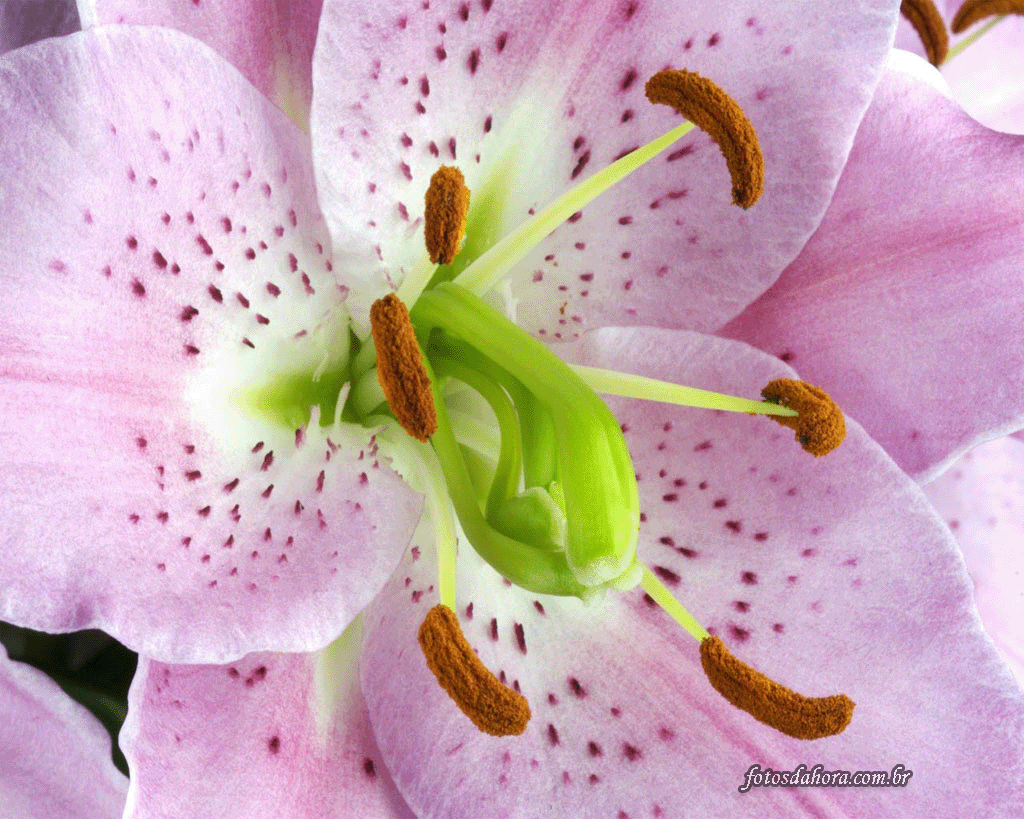 Lillo Rosa Natureza em sua Casa