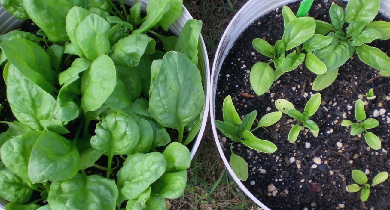 A Kitchen Garden in Kihei Maui Growing Spinach in Kihei