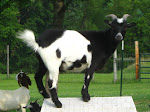 Comet, Our First Baby Boy Born On The Farm