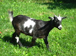 Gennavieve, Our Very Calm Twin To "Anna"