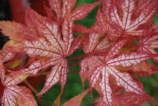 Aka Shigitatsu Sawa Japanese Maple