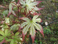 Peaches and Cream Japanese Maple