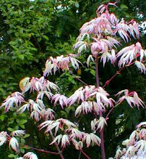 Ukigumo Japanese Maple
