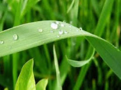 Ilmu sebelum 'amal dan 'amal sebelum bicara