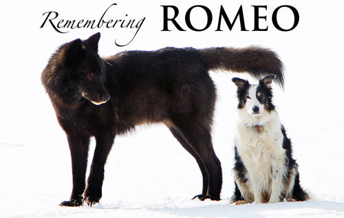 Wolf names. Волк Ромео. Волк Ромео собаки. Рисунок волка ромэо. Все хотят волка Ромео.