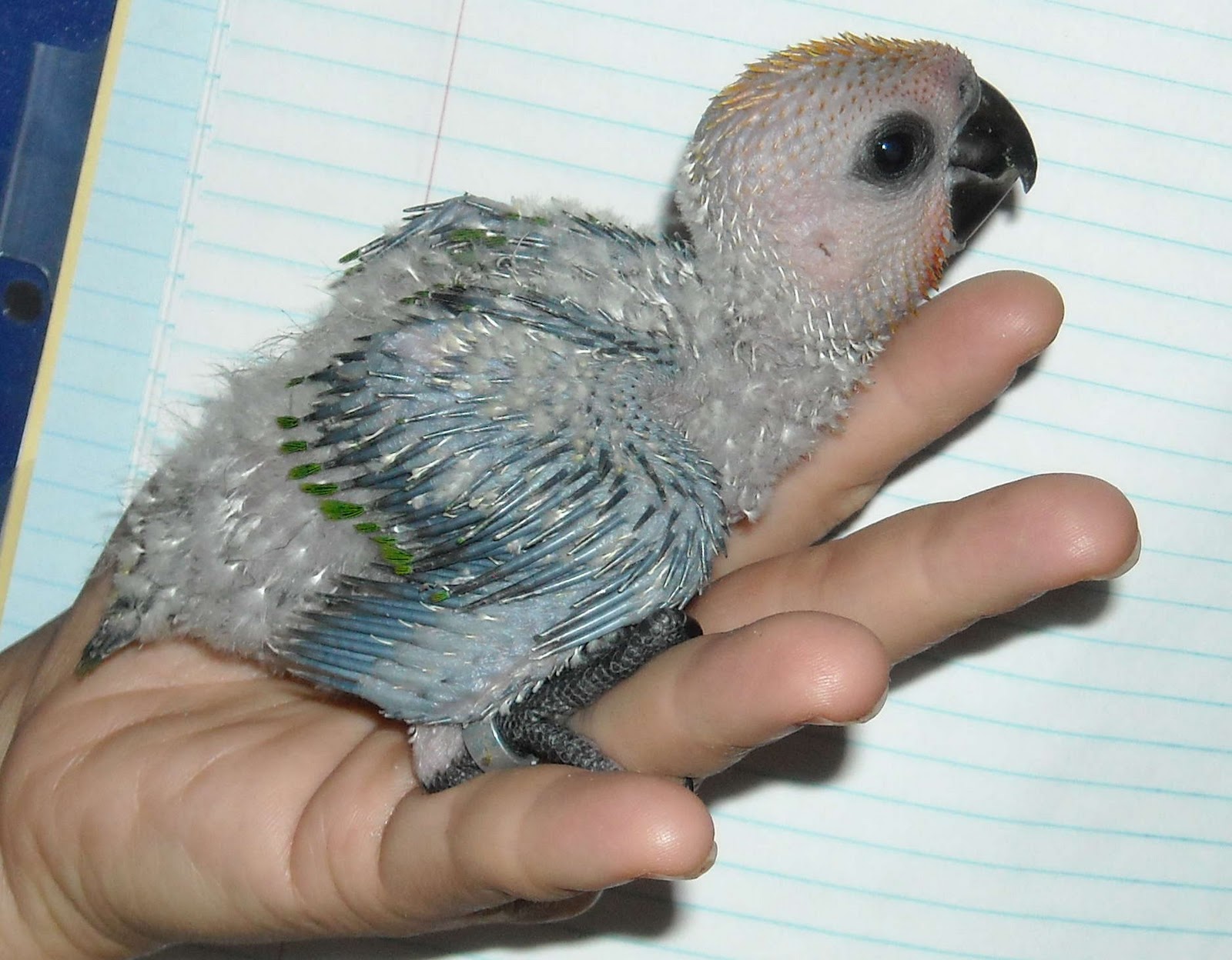 Staring at Birds and Goats: Staring at Birds - Jenday Conures