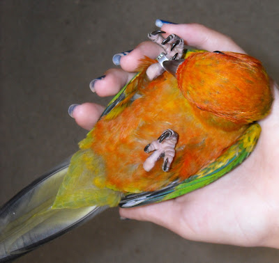 Staring at Birds and Goats: Staring at Birds - Sun Conures