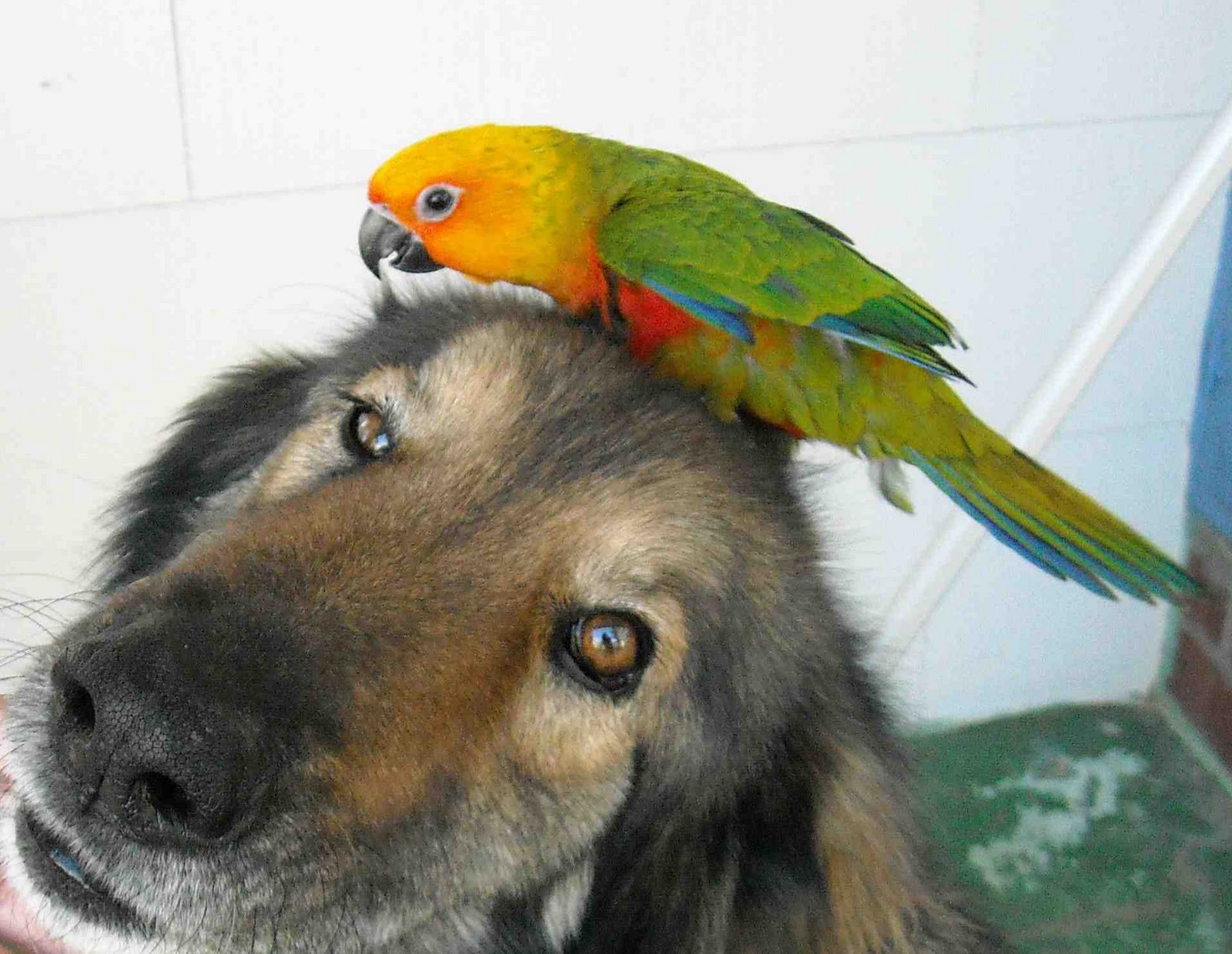 Staring at Birds and Goats: Staring at Birds - Jenday Conures