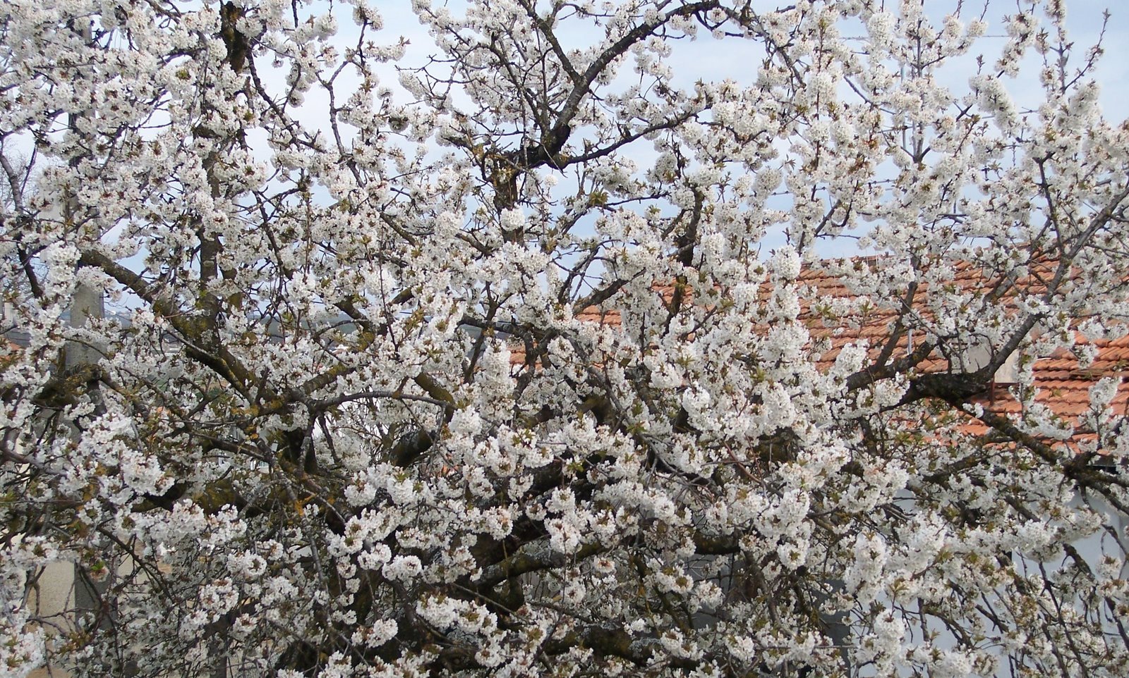 [Malcata+-+Primavera.jpg]