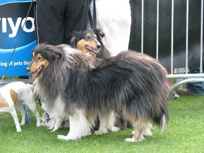 RoughCollies.JPG