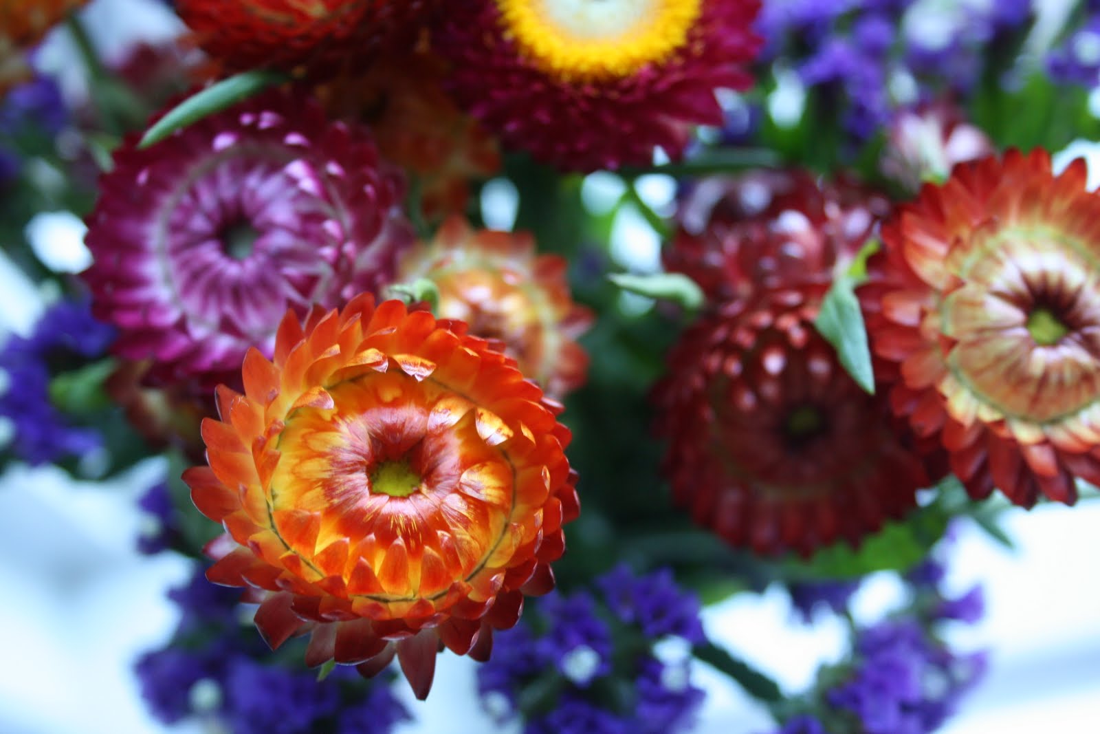 Balkan Style Straw Flower Love
