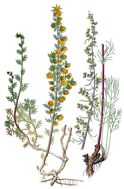 [artemisia.jpg]