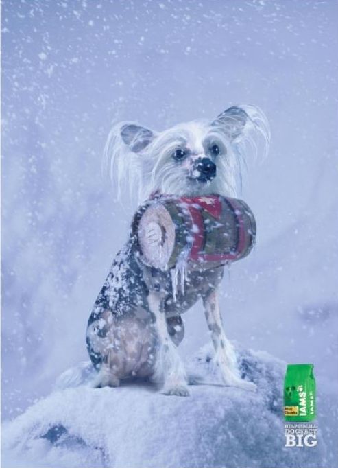 iams-dog-food-ad9