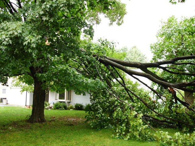 [Tree1.jpg]