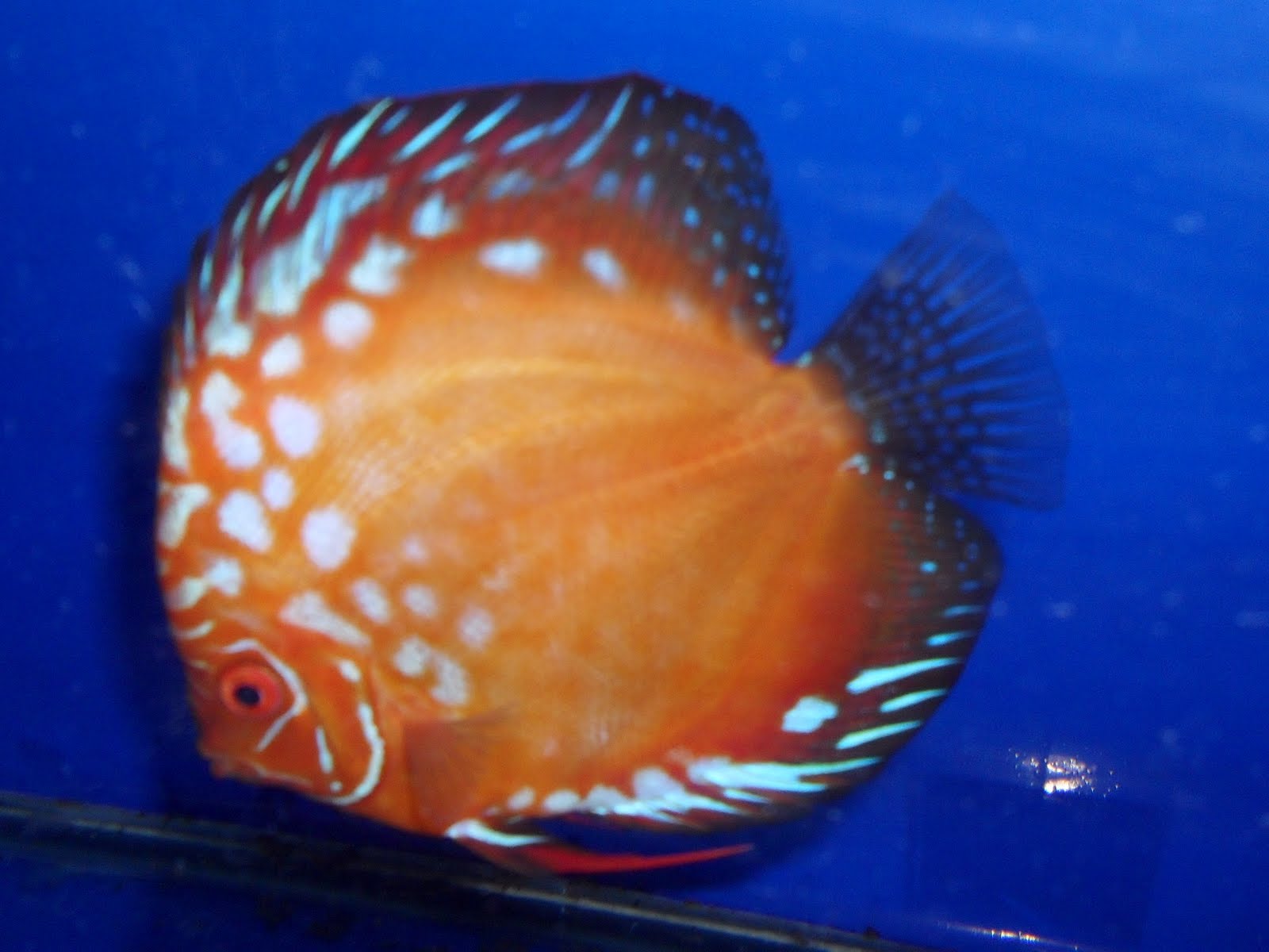 Nitin Ajgaonkar Discus Fish for Salee