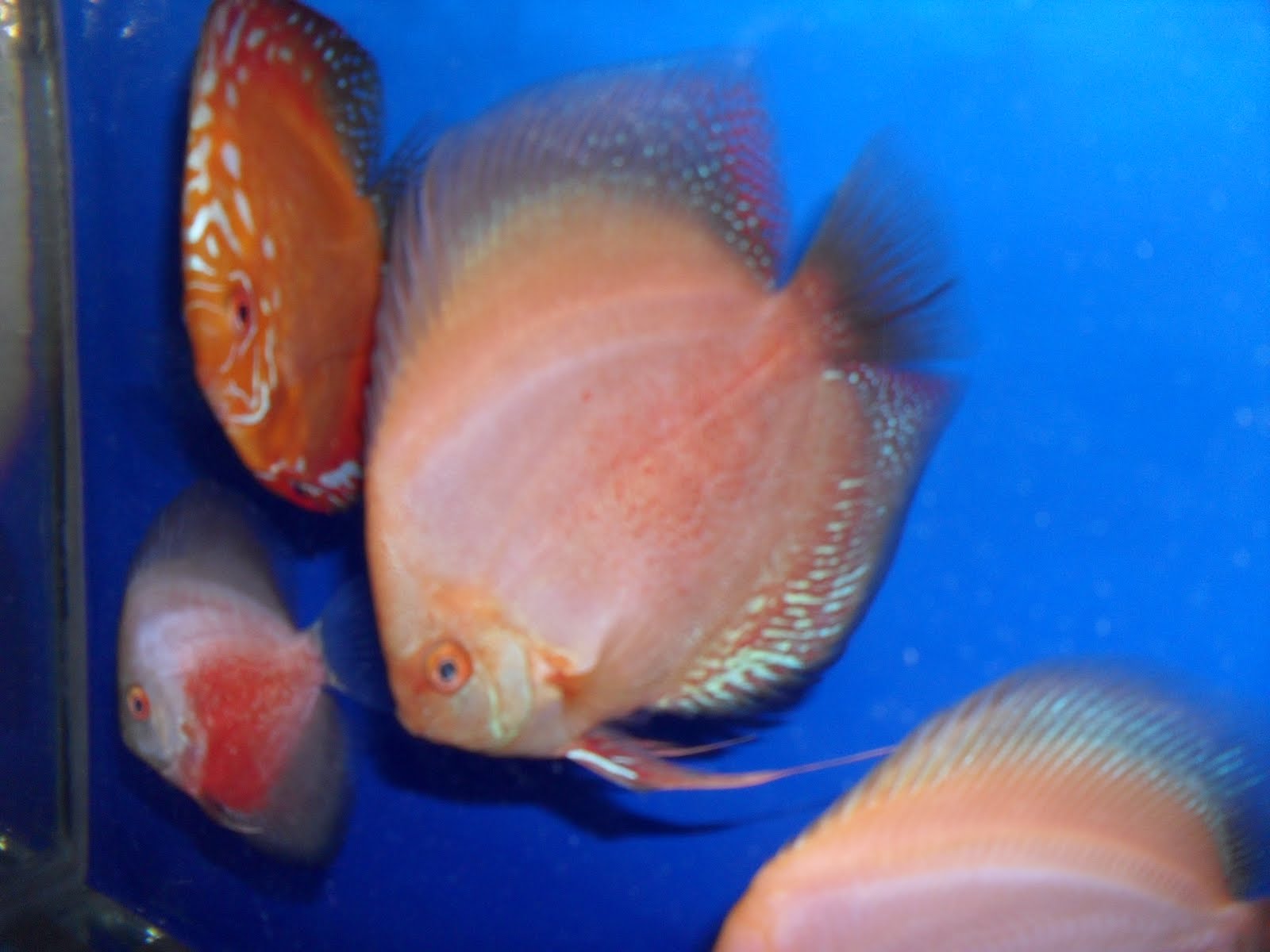 Nitin Ajgaonkar Discus Fish for Salee