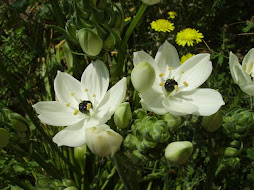 Ornitogalum arabicum