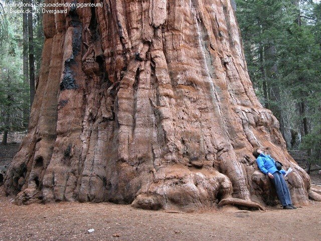 [JKO+Sequoiadendron+giganteum+00066.JPG]