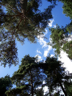Chopwell Woods Chopwell Woods