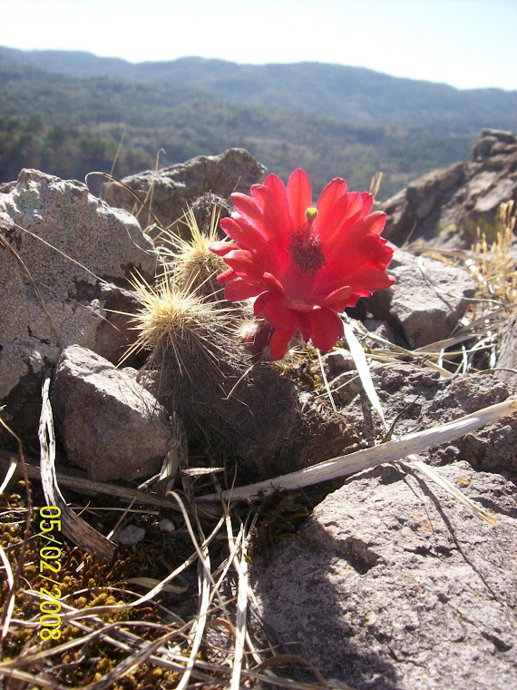Flor de cactus en la Sierra Madre Occidental