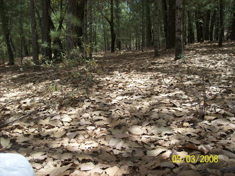 Hojarasca del bosque de pino en Surutato