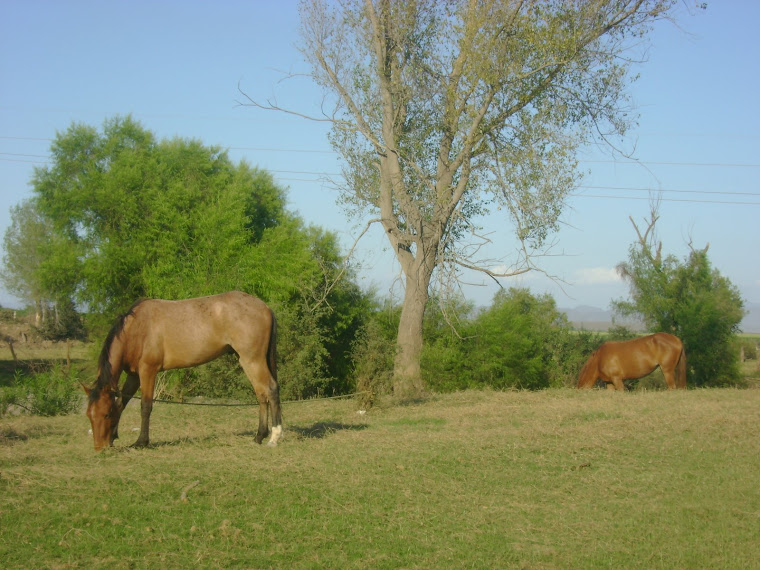 Equinos pastando en Quilá, municipio de Culiacán