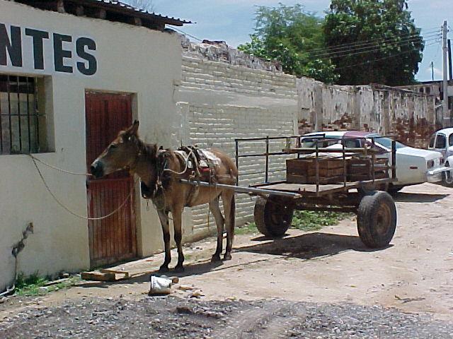 Tipica carreta con mulas que usan los vendedores ambulantes en Culiacán Rosales.