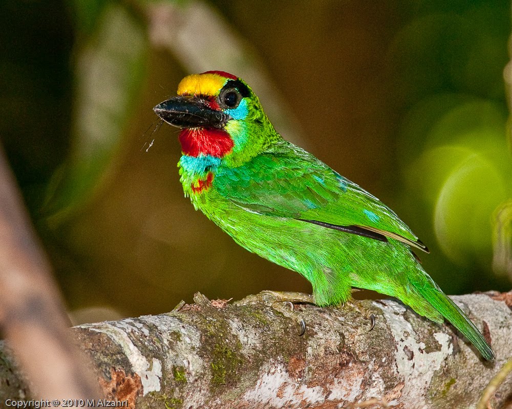 Naturalist Photography Male RedThroated Barbet making his territorial call