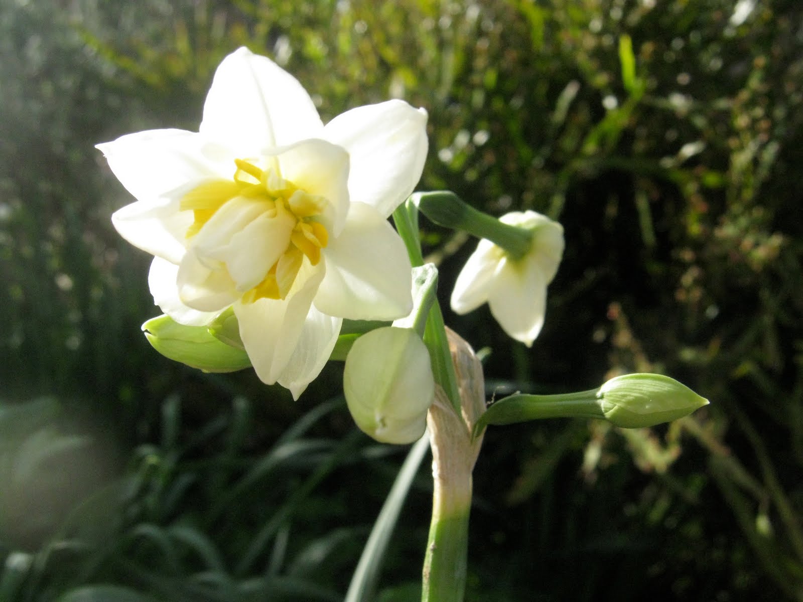 Jonquil Flower Pictures 99DEGREE