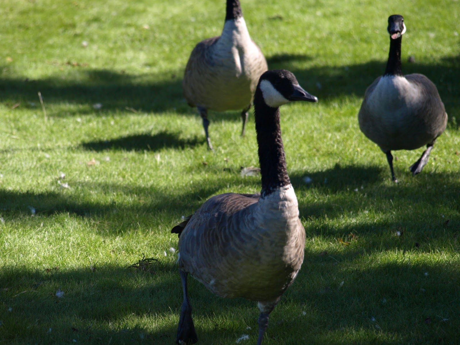 Susan's headspace: Canada Goose: Species and subspecies