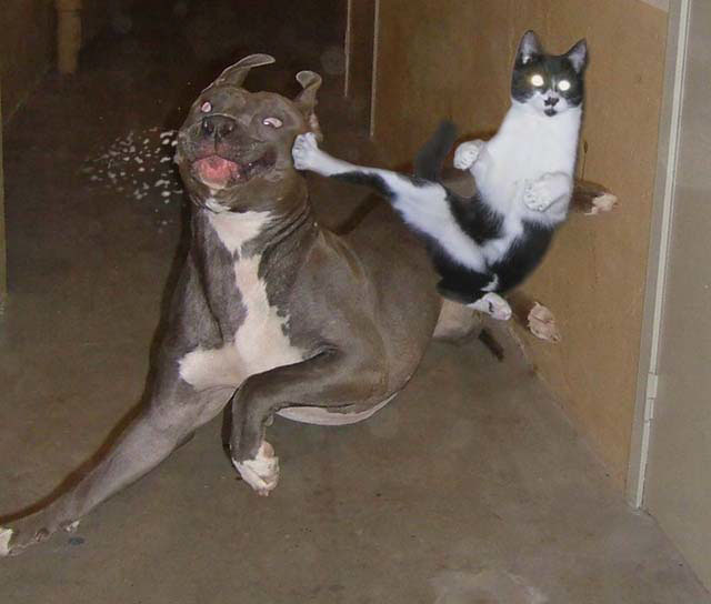 El+gato+de+Chuck+Norris.jpg