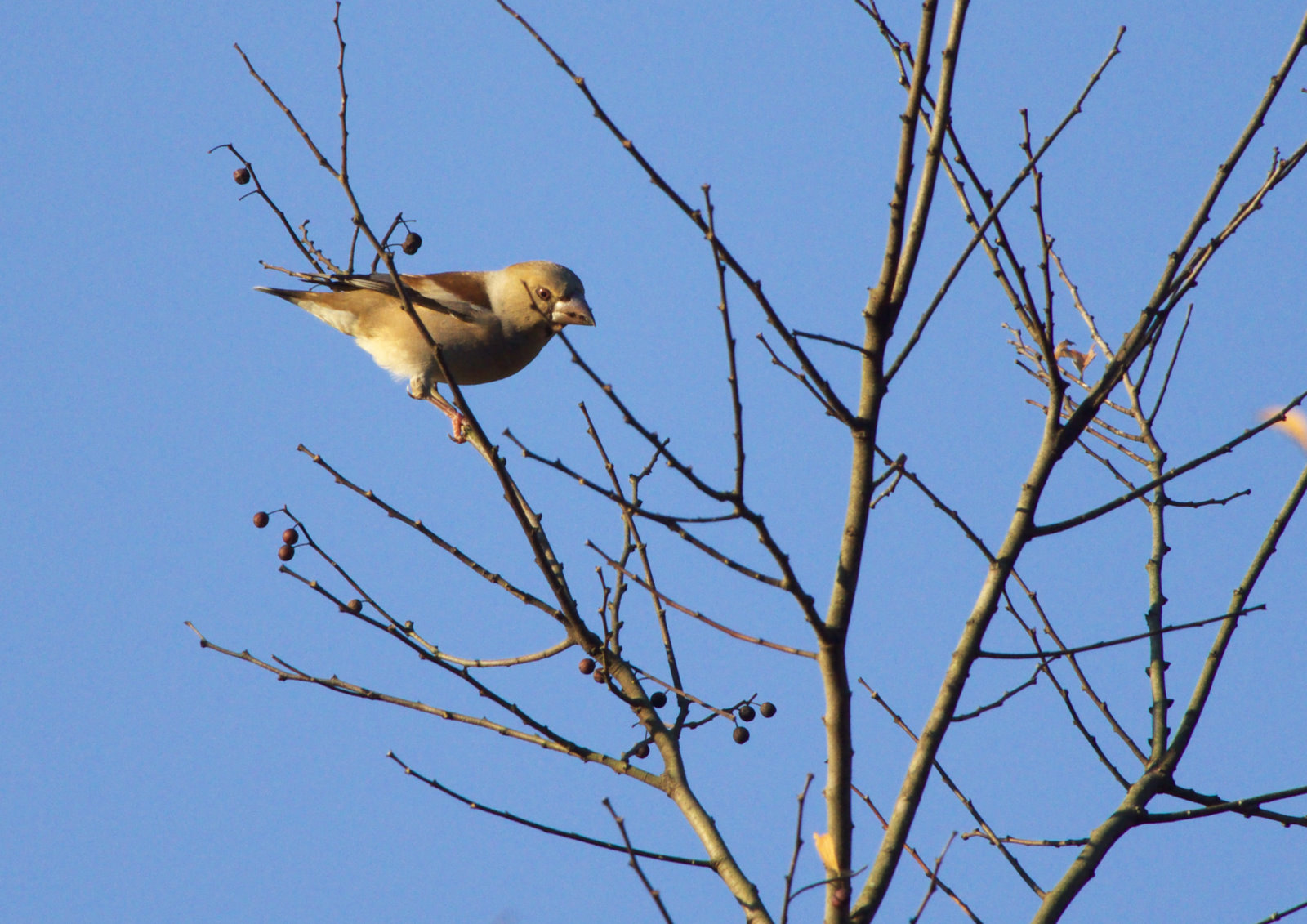 心霊術: それは何か、そして心霊術という宗教は何を信じているか