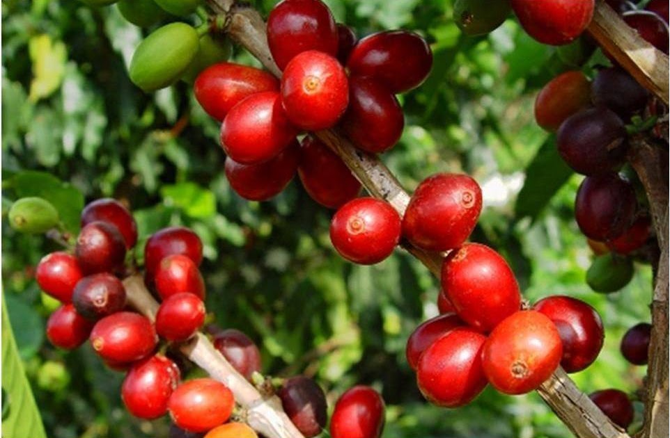 CONOZCAMOS DEL CAFÉ COLOMBIANO VARIEDADES DEL CAFÉ CULTIVADAS EN COLOMBIA CONOZCAMOS DEL CAFÉ COLOMBIANO VARIEDADES DEL CAFÉ CULTIVADAS EN COLOMBIA