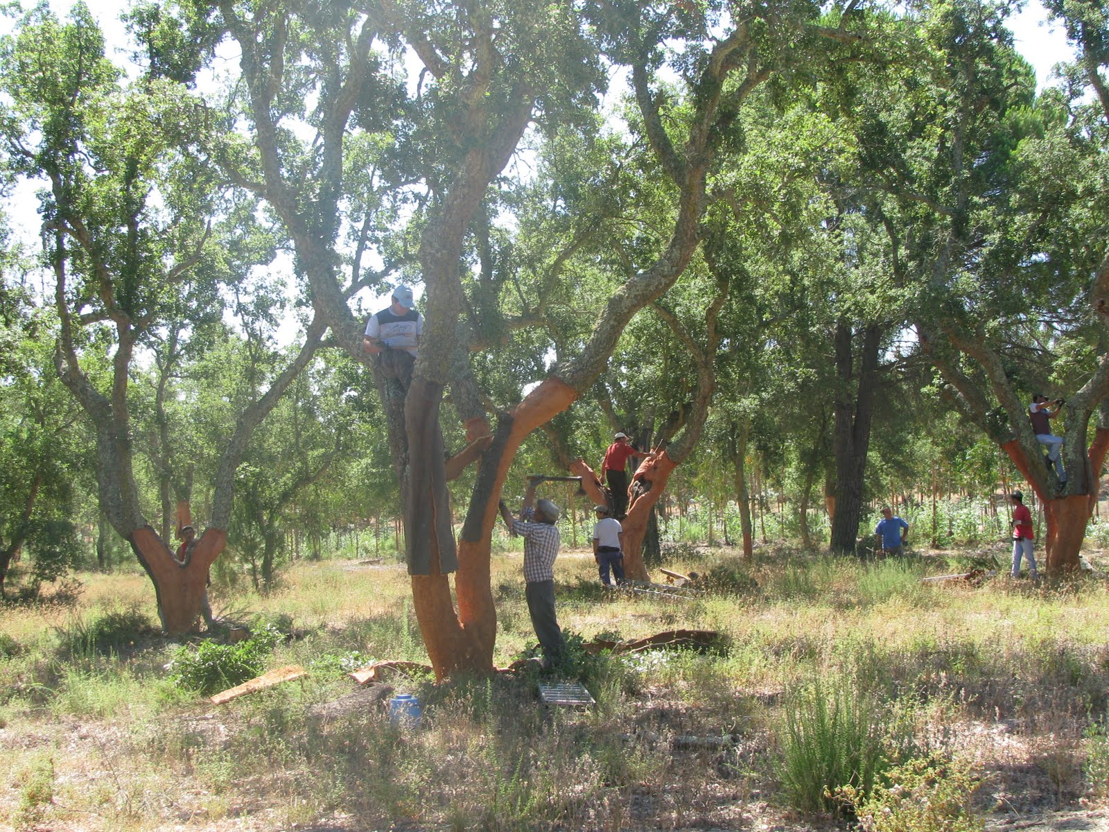 The Right Human Save The Ancient Cork Forests Put A Cork In It