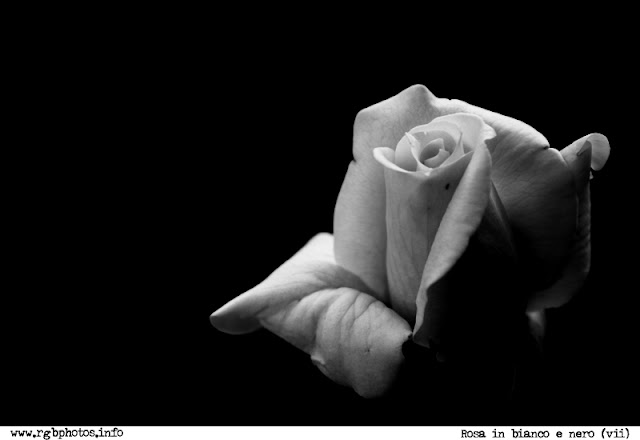 Fotografia in bianco e nero di rosa