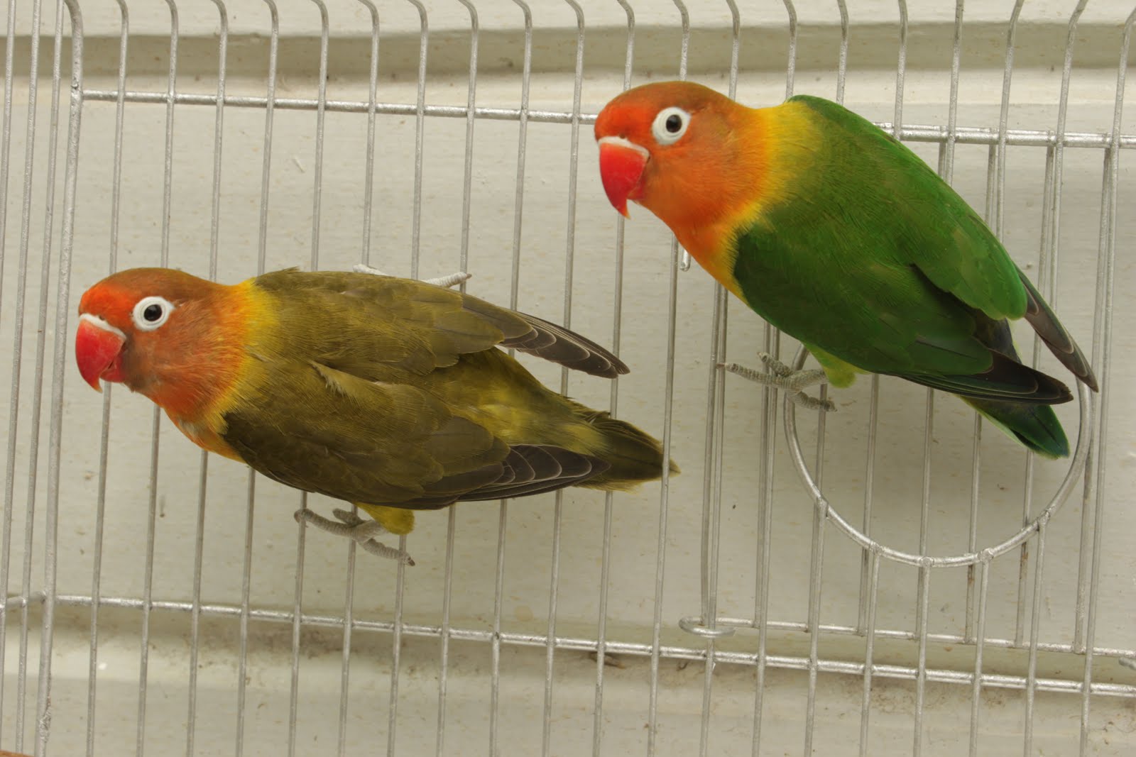 Watta Bird! WattaBird! Fisher LoveBirds