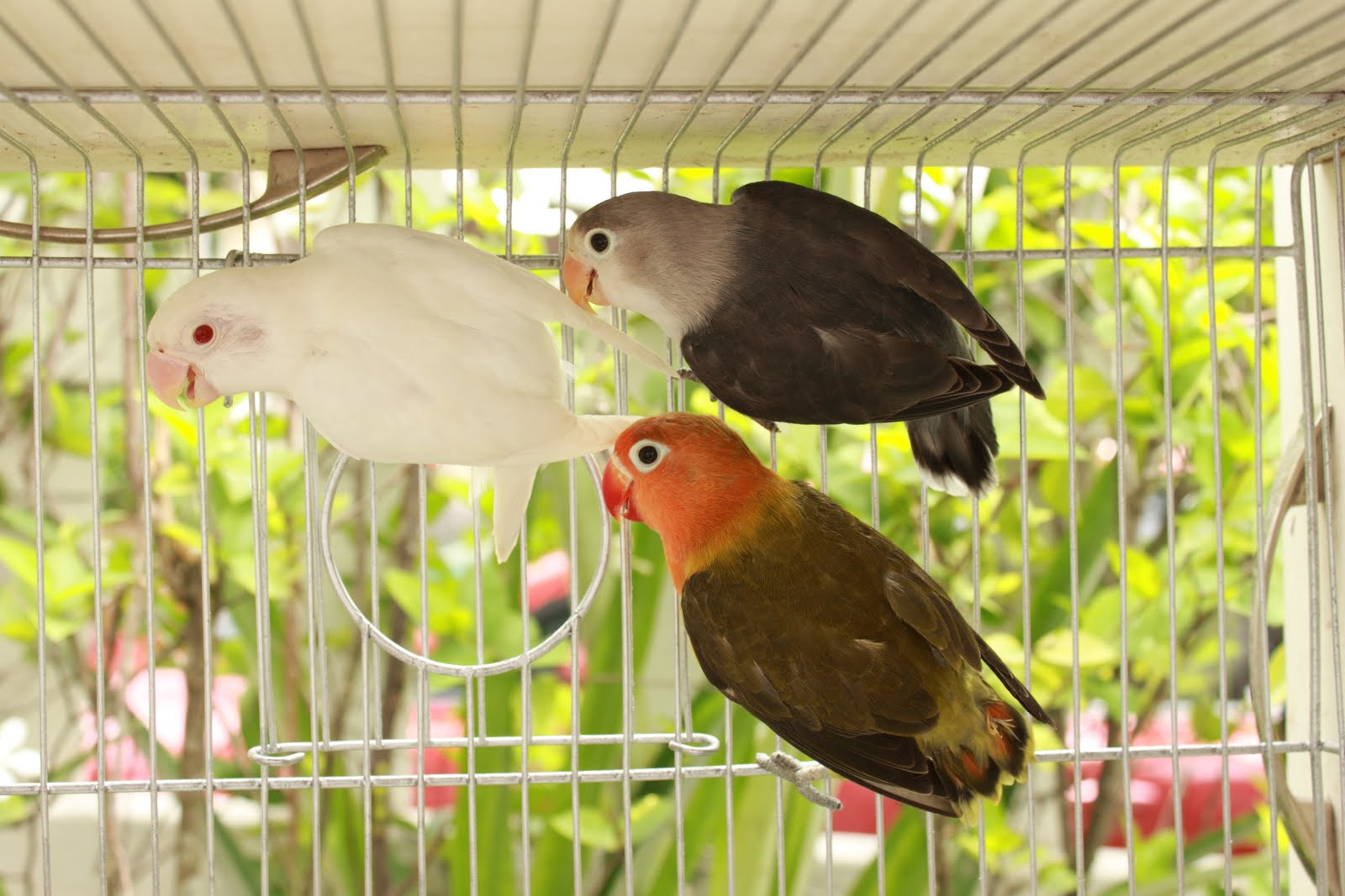 Watta Bird! WattaBird! Fisher LoveBirds