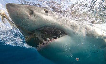 [Great+White+Shark+Diving+in+South+Africa+Gansbaai.jpg]