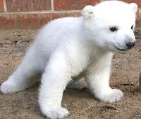 Rape of the Arctic: polar bears and other Arctic species endangered by development, global warming