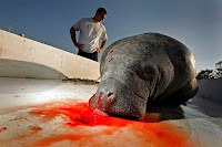 Toxins the water due to man, and the manatee pays