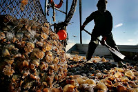 A harvest of jellyfish