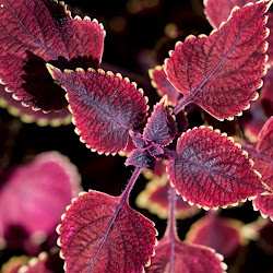 leaf natural wallpapers collections leaves desktop amazing